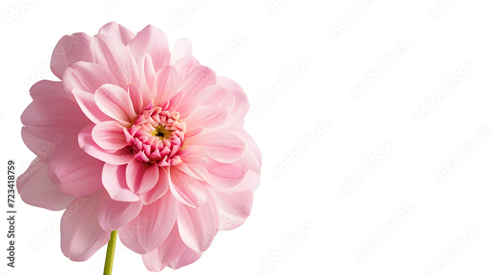 flower on white background flower on white background
