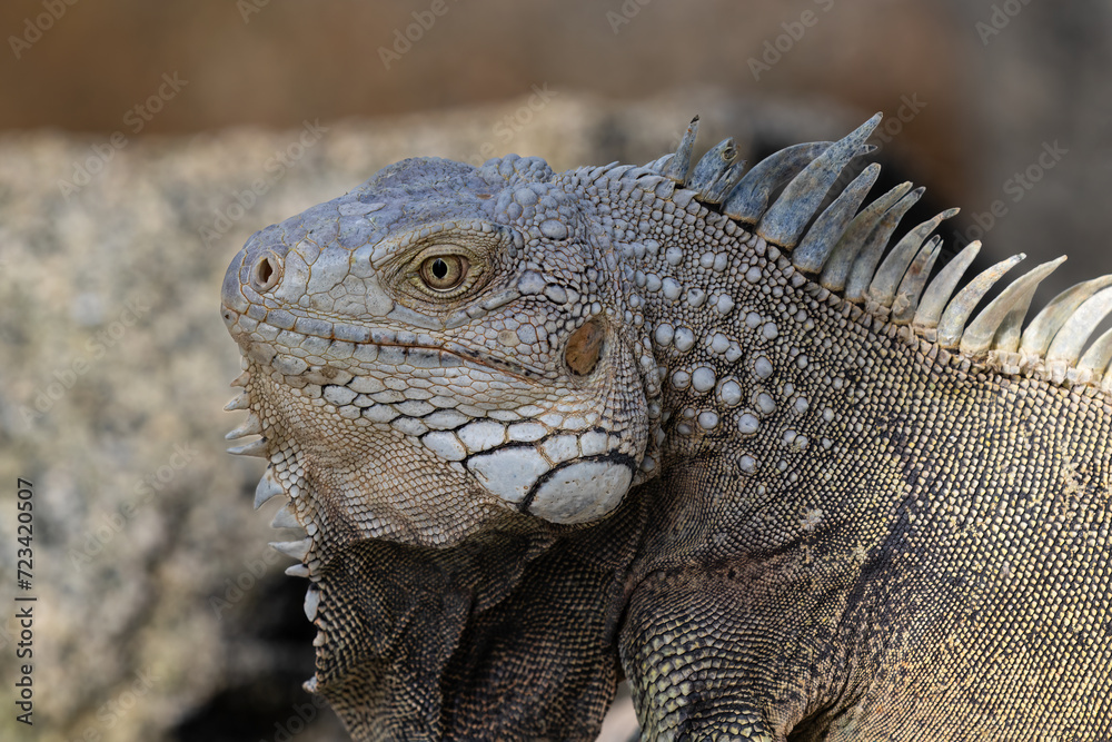 Closeup, Green Iguana (Iguana iguana) sitting on rock, on the shore of the island of Aruba.
Closeup, Green Iguana (Iguana iguana) sitting on rock, on the shore of the island of Aruba.