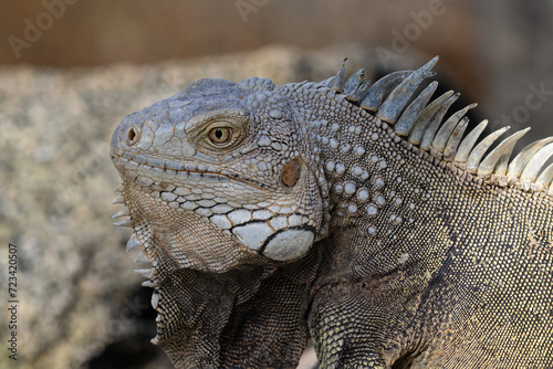 Closeup, Green Iguana (Iguana iguana) sitting on rock, on the shore of the island of Aruba. 