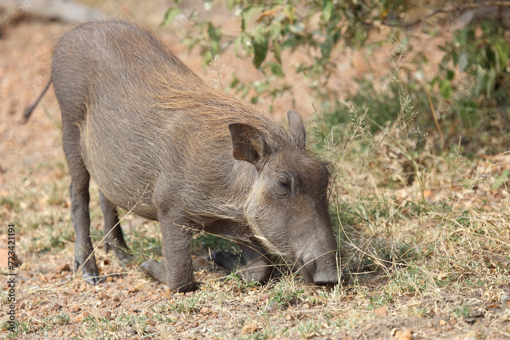 Warzenschwein / Warthog / Phacochoerus africanus Warzenschwein / Warthog / Phacochoerus africanus