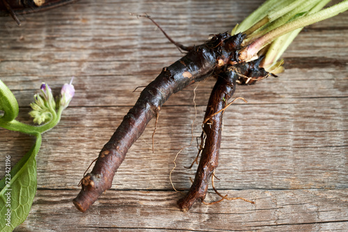 Comfrey or knitbone root on a wooden table, top view photo