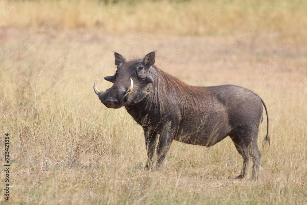 Fototapeta premium Warzenschwein / Warthog / Phacochoerus africanus