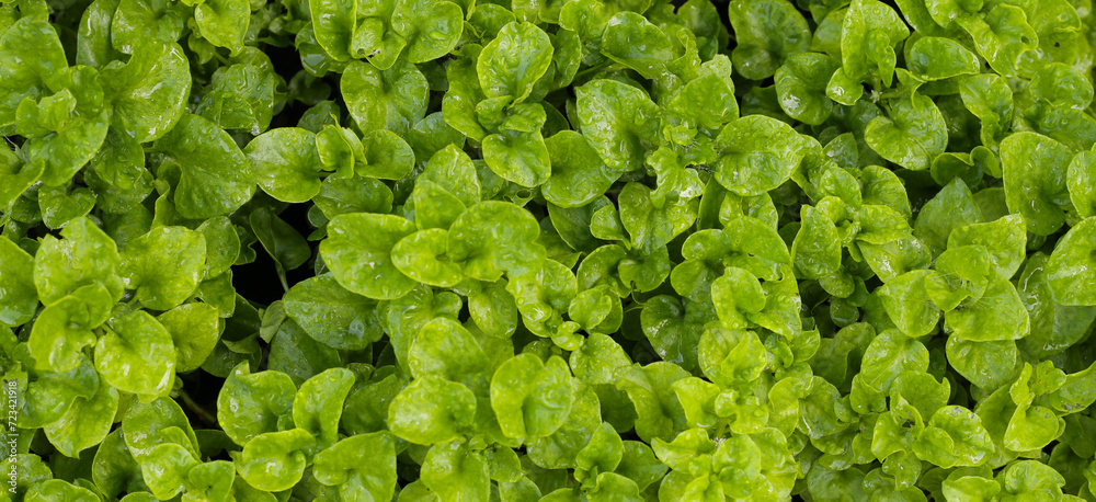 Brazilian Spinach plant in a pot Brazilian Spinach plant in a pot