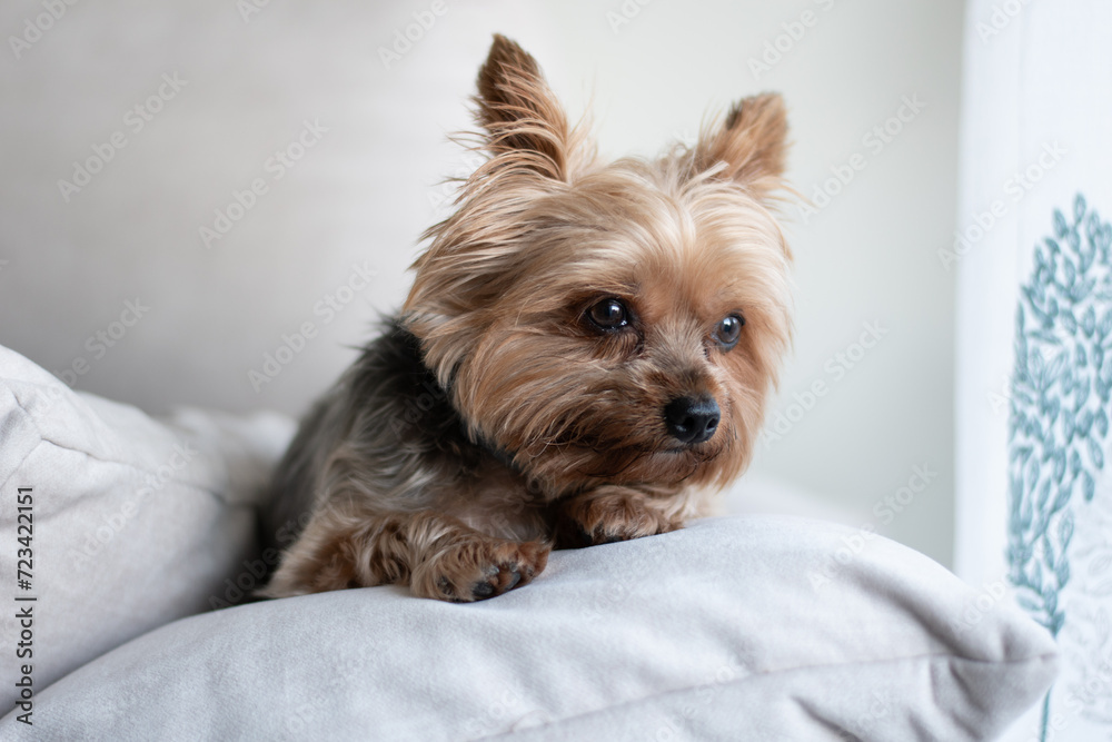Perro Yorkshire descansando cómodo Perro Yorkshire descansando cómodo