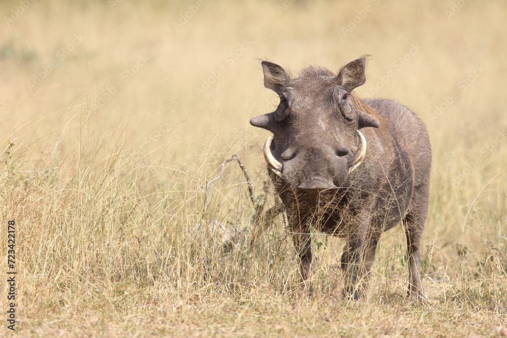 Fototapeta premium Warzenschwein / Warthog / Phacochoerus africanus