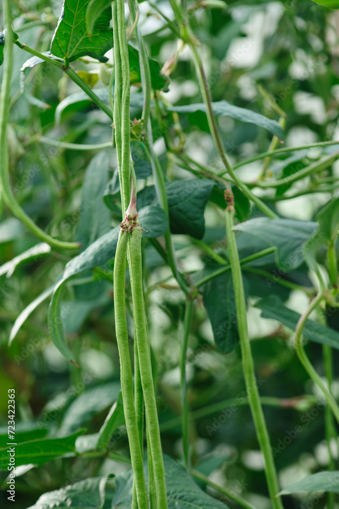 Obraz premium Long bean plants in growth at vegetable field