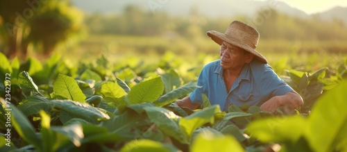 Asian farmer tending to tobacco plants and removing diseased leaves in the field, focusing on plant health and agriculture. photo