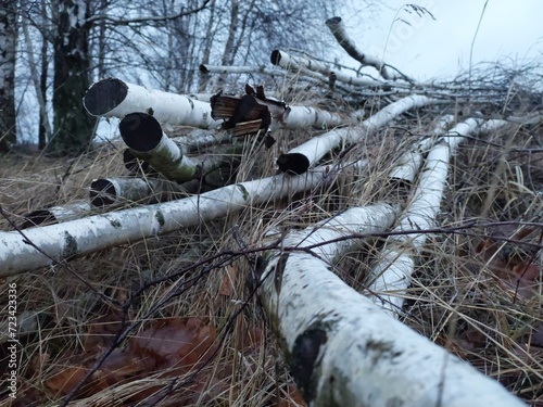 Fototapeta Naklejka Na Ścianę i Meble -  Gałęzie