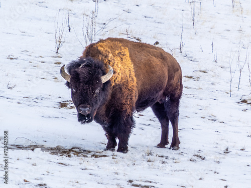 Bison on the snow at Antelope Island State Park in Utah