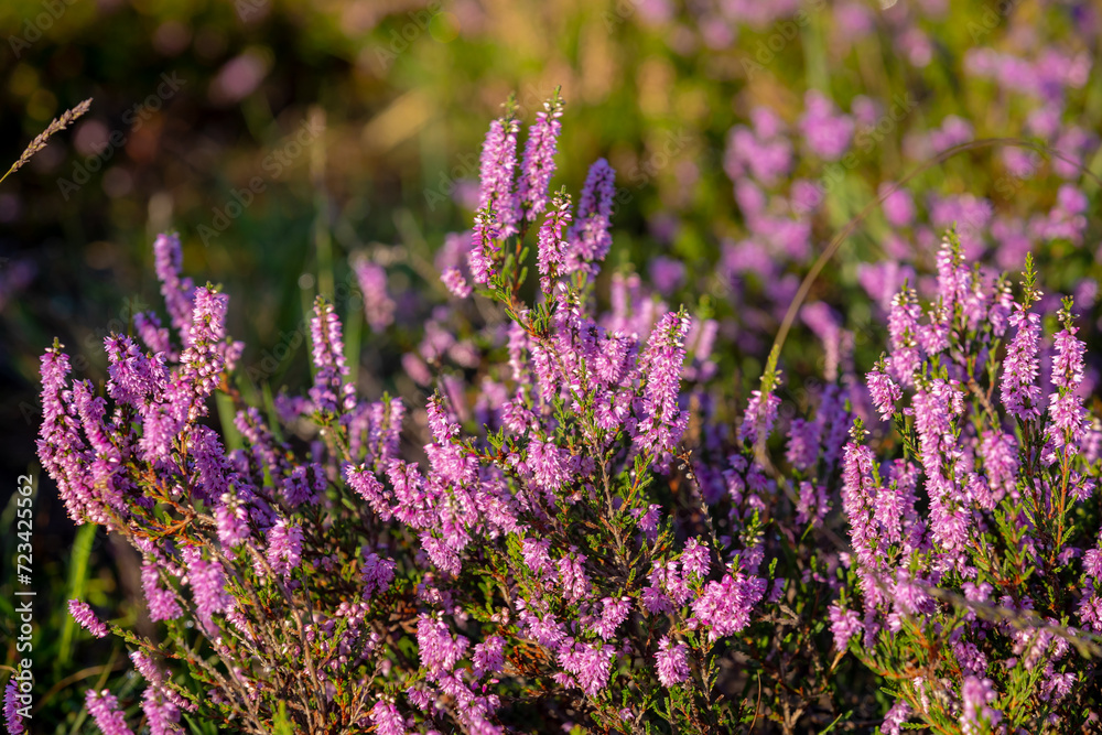 Naklejka premium Selective focus of purple flowers in the filed, Calluna vulgaris (heath, ling or simply heather) is the sole species in the genus Calluna, Flowering plant family Ericaceae, Nature floral background.