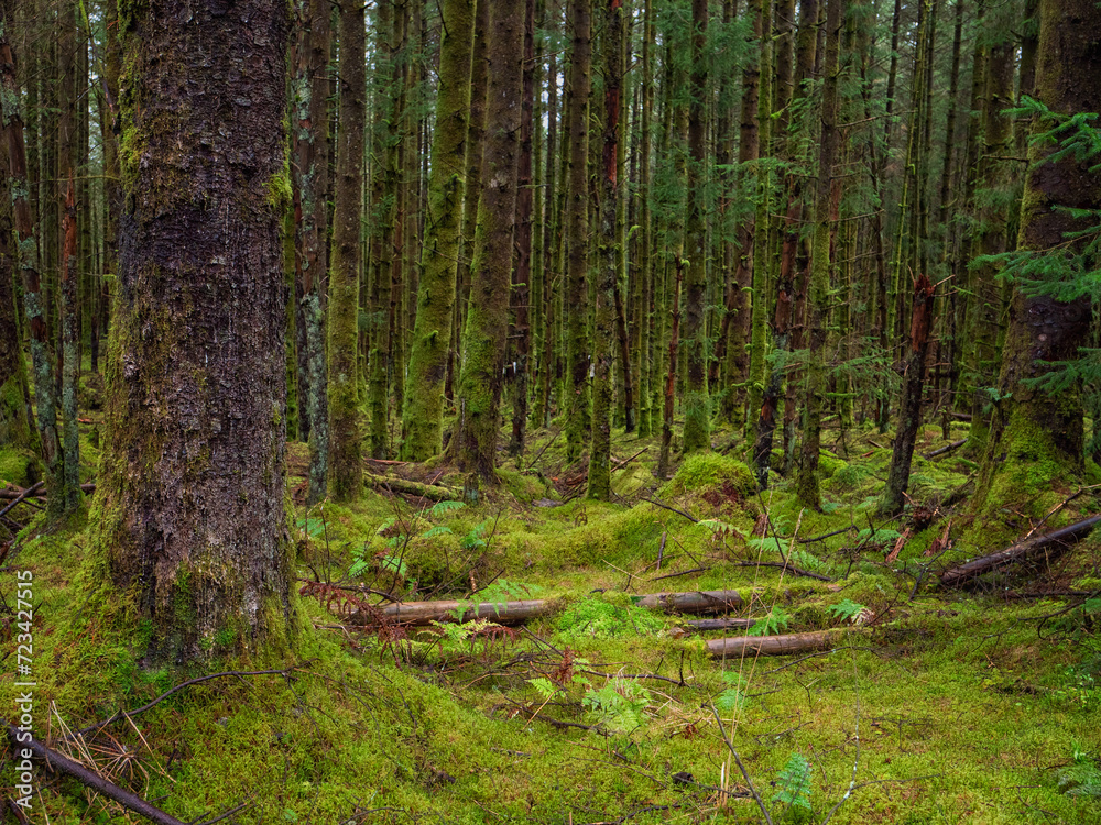 Fototapeta premium Dense forest with huge amount of green moss. Nature scene background. Nobody.
