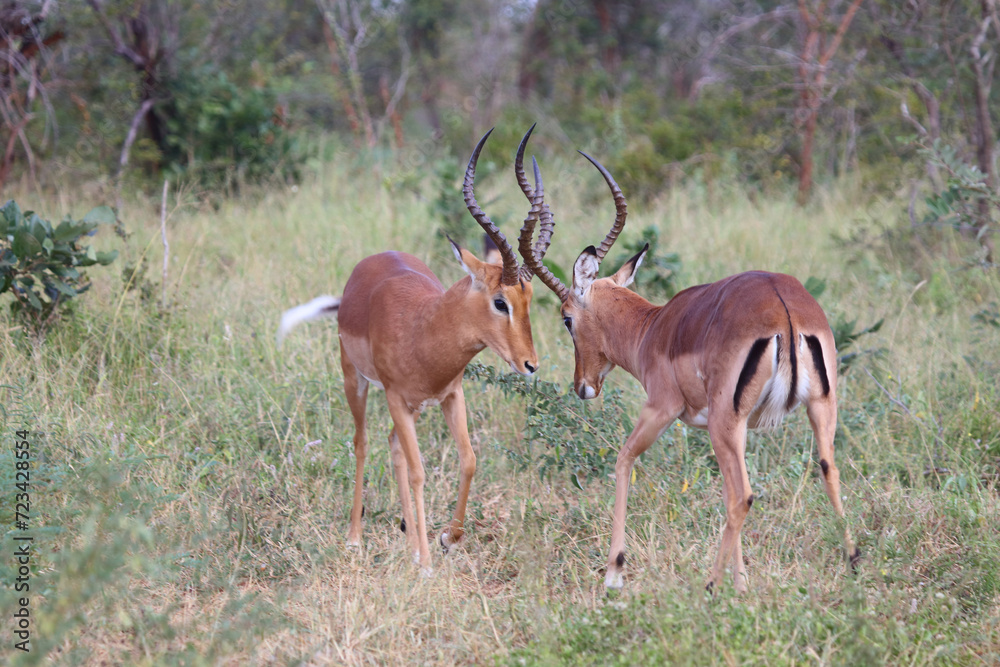 Schwarzfersenantilope / Impala / Aepyceros melampus Schwarzfersenantilope / Impala / Aepyceros melampus