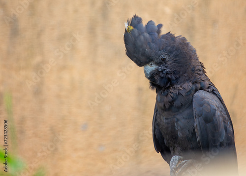 Red-tailed Black Cockatoo (Calyptorhynchus banksii) in Australia photo