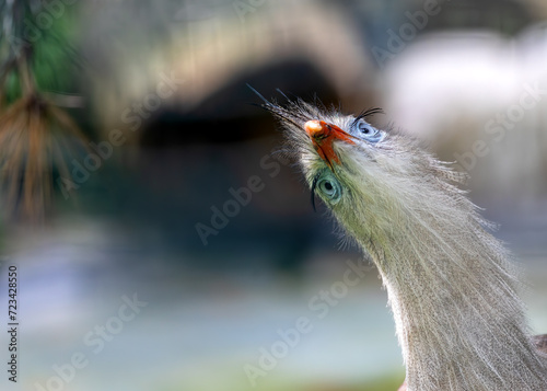 Red-legged Seriema (Cariama cristata) in South America photo