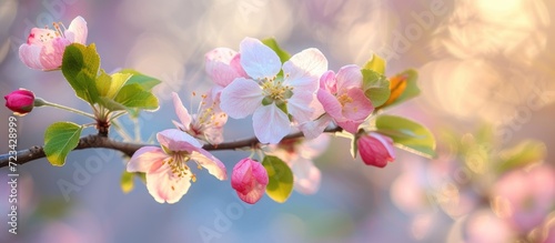 Apple tree branch in bloom during spring © Lasvu