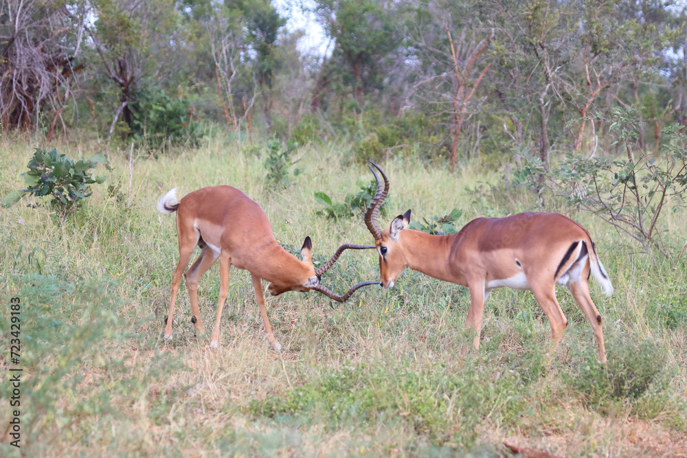 Schwarzfersenantilope / Impala / Aepyceros melampus