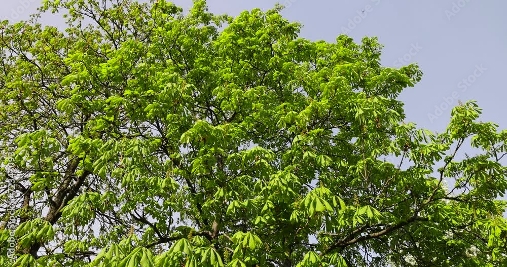 a flowering chestnut tree in the spring season, a spring park with chestnuts with flowers and with the first green foliage in sunny weather a flowering chestnut tree in the spring season, a spring park with chestnuts with flowers and with the first green foliage in sunny weather