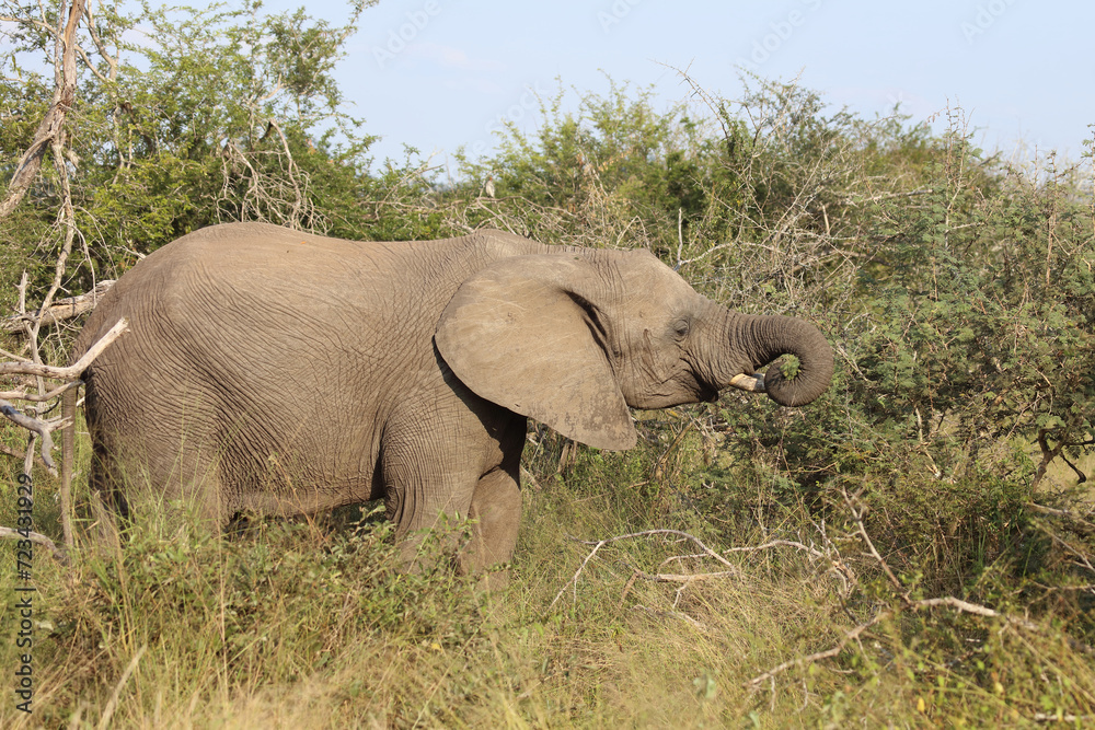 Fototapeta premium Afrikanischer Elefant / African elephant / Loxodonta africana