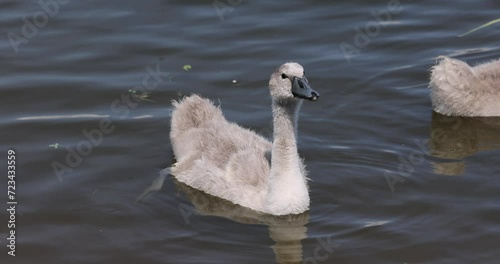 grey chicks of the white sibilant swan with grey down, young small swans with adult swans parents photo