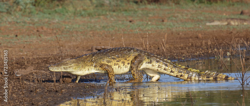 Nilkrokodil / Nile crocodile / Crocodylus niloticus