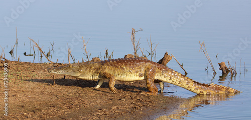 Nilkrokodil   Nile crocodile   Crocodylus niloticus