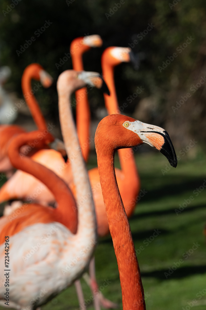 Fototapeta premium beautiful flamingos with their pink plumage, yellow eyes and black beaks, in the park in the sun.