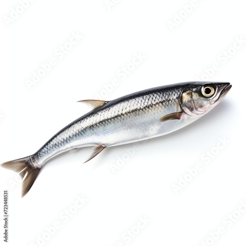 a sardine, studio light , isolated on white background,