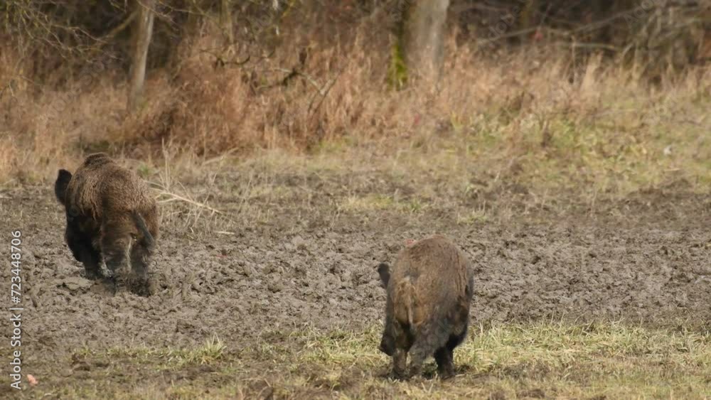 Wild boar