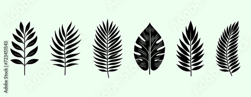 Collection of simple tropical leaves – Exotic plants leaves set photo