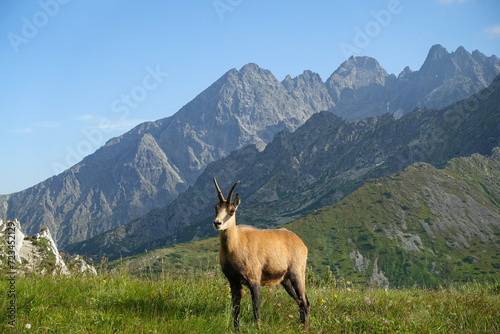 Tatrza  ska kozica przechadza si   po szerokiej g  rskiej prze    czy. A Tatra chamois walks along a wide mountain pass.