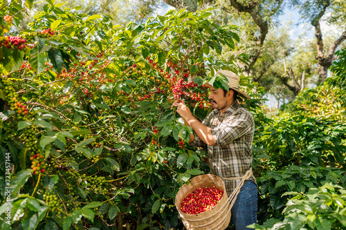 Farmer harvesting coffee on a plantation in Guatemala. photo