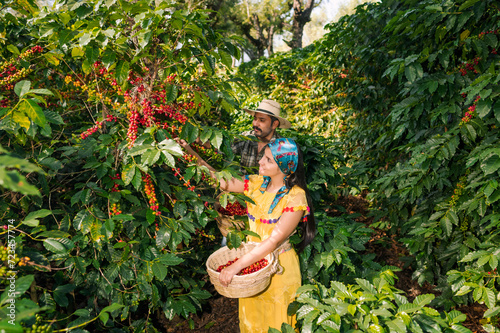 Farmers picking coffee seeds on the farmland.