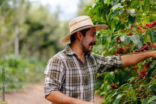 A Latino man works picking coffee at an Arabic coffee farm.