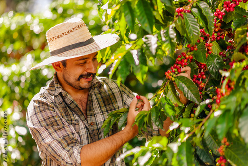 Happy farmer picking Arabica coffee beans on the coffee tree. photo