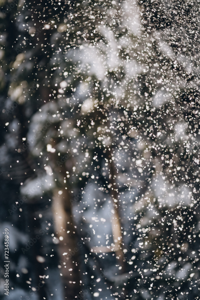 Falling snowflakes in snowy misty pine dark forest, beautiful frozen scene