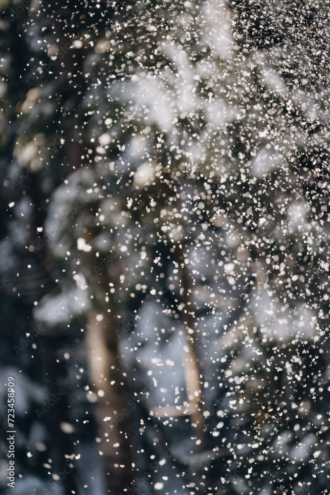 Falling snowflakes in snowy misty pine dark forest, beautiful frozen scene Falling snowflakes in snowy misty pine dark forest, beautiful frozen scene