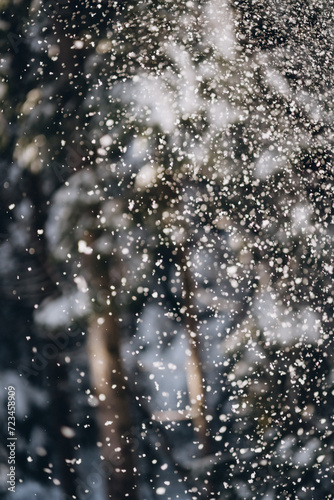 Falling snowflakes in snowy misty pine dark forest, beautiful frozen scene