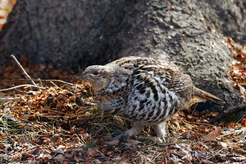 Ruffed grouse hen is walking under the tree in the spring woods.