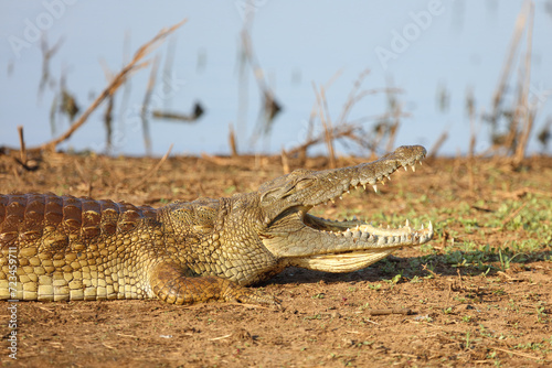 Nilkrokodil / Nile crocodile / Crocodylus niloticus.. photo