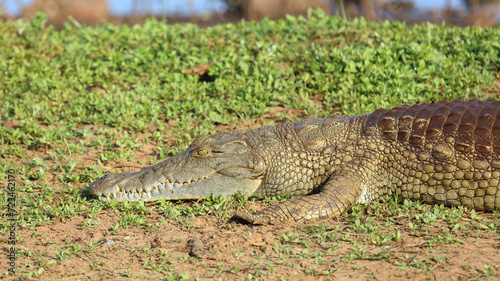 Nilkrokodil   Nile crocodile   Crocodylus niloticus