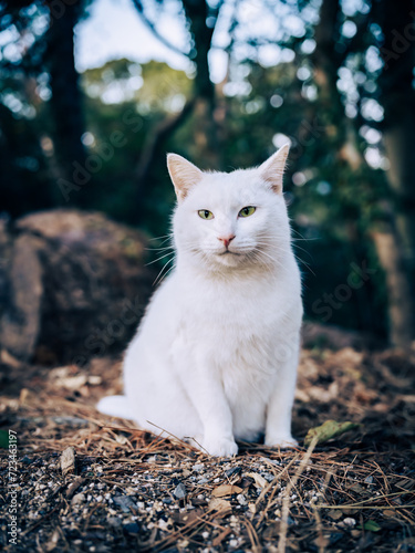 A cute white cat in a forest, Stray cat or animal, Nobody, High resolution over 50MP