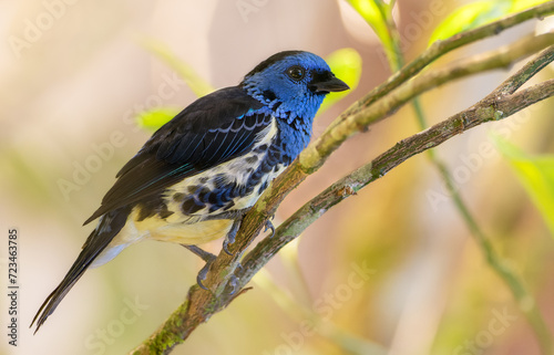 Yellow and blue bird on a branch