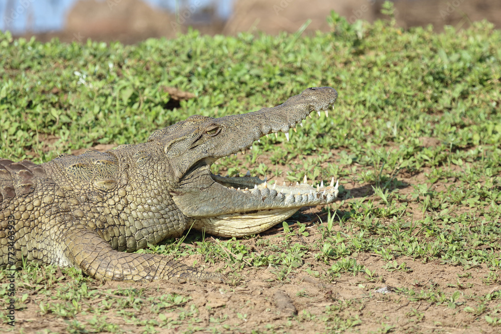 Nilkrokodil / Nile crocodile / Crocodylus niloticus.. Nilkrokodil / Nile crocodile / Crocodylus niloticus..