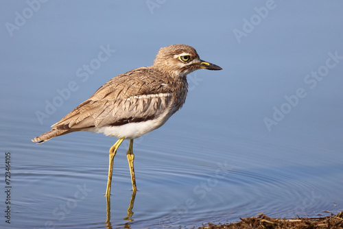 Wassertriel / Water thick-knee / Burhinus vermiculatus.