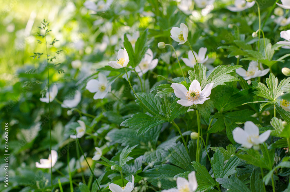 White anemones. Anemone nemorosa. First spring flowers. Windflowers glade. White anemones. Anemone nemorosa. First spring flowers. Windflowers glade.