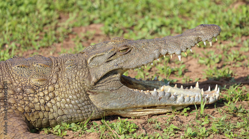 Fototapeta premium Nilkrokodil / Nile crocodile / Crocodylus niloticus..