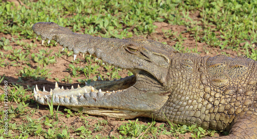 Nilkrokodil / Nile crocodile / Crocodylus niloticus..