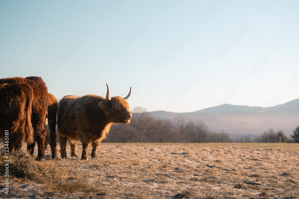 Vermont Cow with Negative Copy Space Vermont Cow with Negative Copy Space