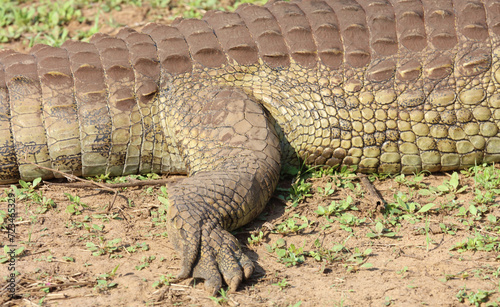 Nilkrokodil / Nile crocodile / Crocodylus niloticus
