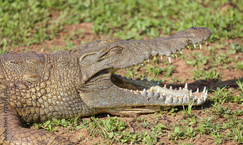 Nilkrokodil / Nile crocodile / Crocodylus niloticus..